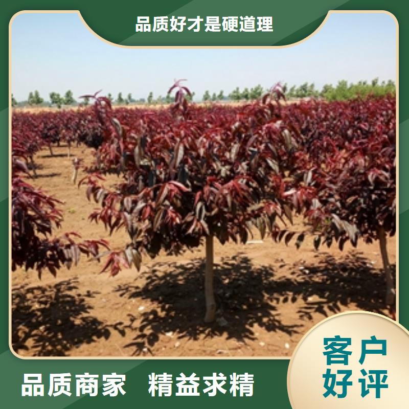 桃树钙果苗源头厂家量大价优