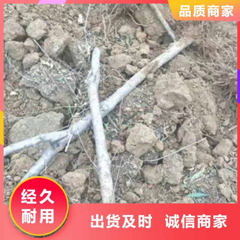 桃树占地果树定制定做