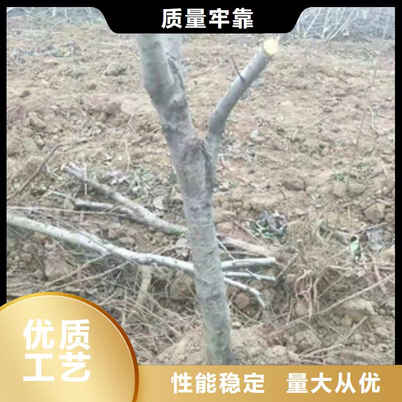 桃树占地果树定制定做