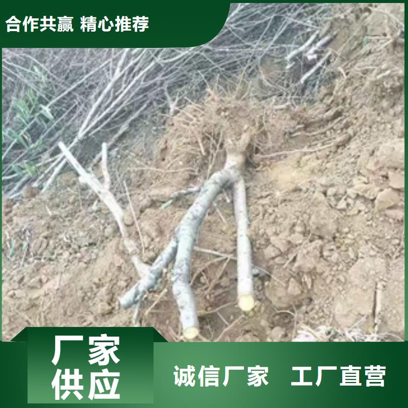 桃树钙果苗源头厂家量大价优