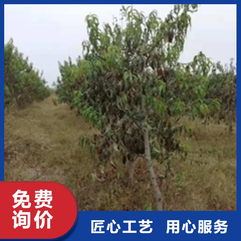 【桃树】核桃苗樱花苗长果桑树苗售后无忧