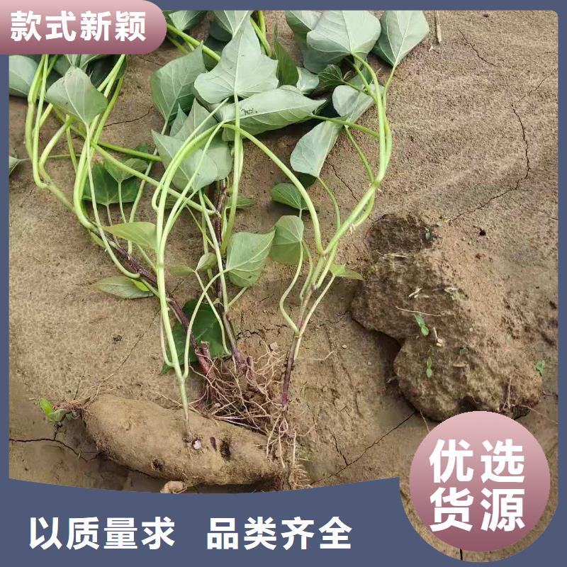 紫薯苗胡萝卜粉源头厂源头货