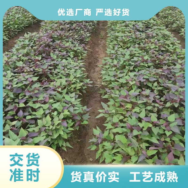 紫薯苗紫薯粉加工定制