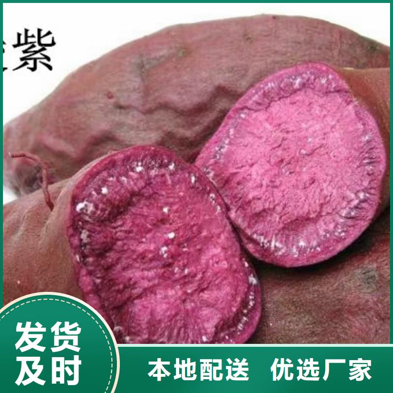 【紫薯苗】羽衣甘蓝粉价格实惠工厂直供