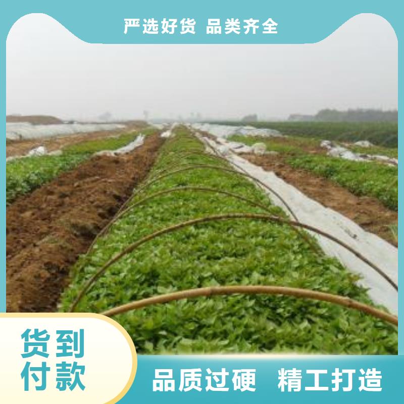 紫薯苗羽衣甘蓝粉全新升级品质保障