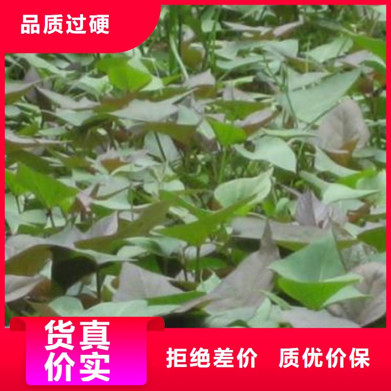 【紫薯苗羽衣甘蓝粉适用范围广】