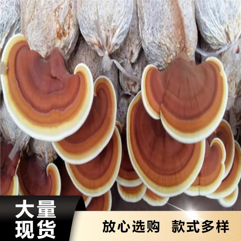 灵芝孢子粉厂家实力强大