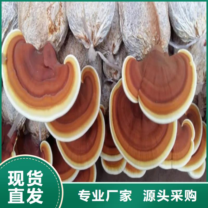 价格实惠的
灵芝孢子粉厂家