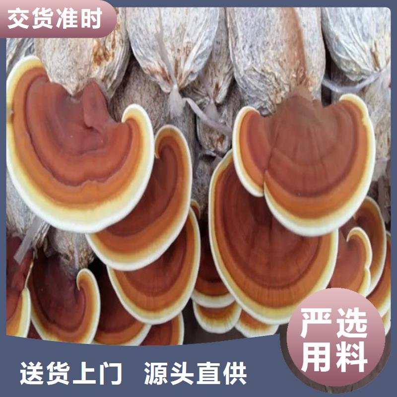 优质破壁灵芝孢子的生产厂家