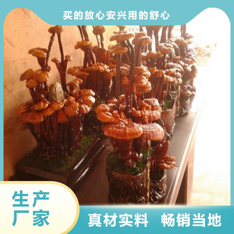 
孢子灵芝品牌:云海灵芝种植专业合作社