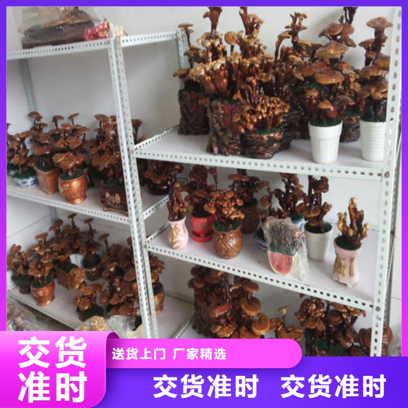 
孢子灵芝品牌保证