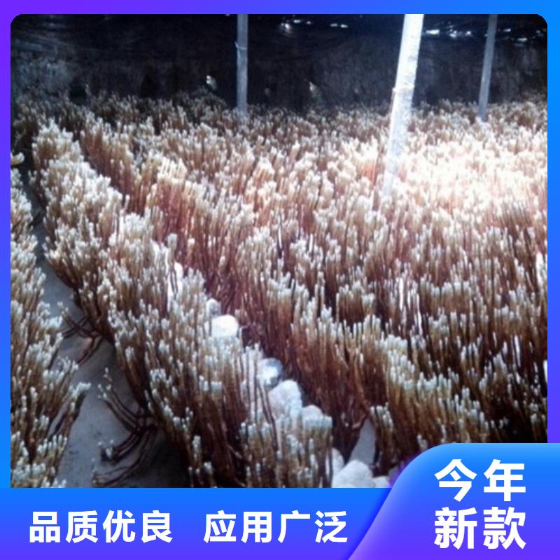 灵芝粉天博体育网页版登陆链接_10年经验