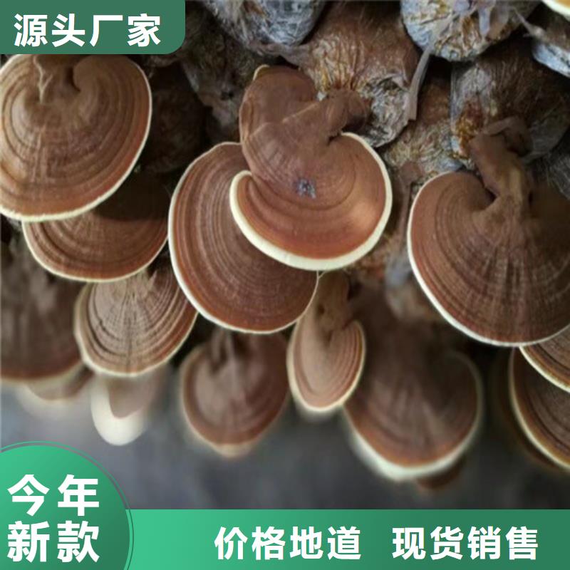 破壁灵芝孢子价格-定制_云海灵芝种植专业合作社