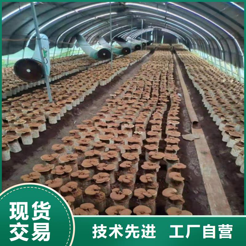 灵芝孢子粉礼盒制造工厂