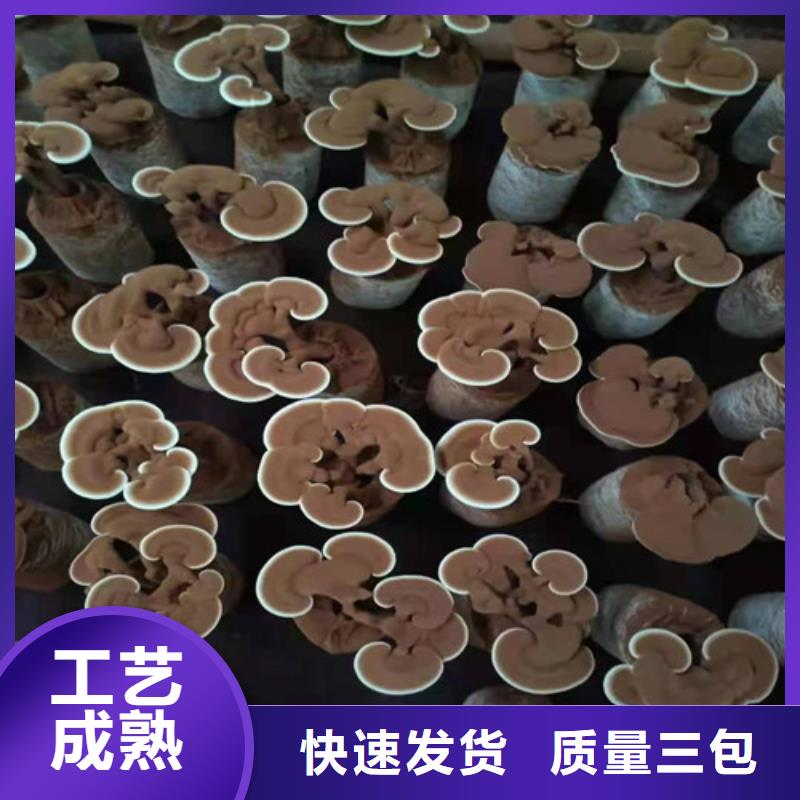 灵芝超微粉-踏踏实实做产品