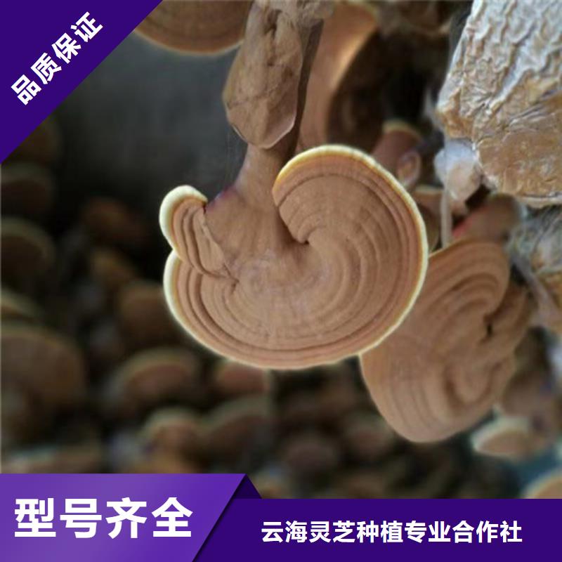 泡茶灵芝品牌:云海灵芝种植专业合作社