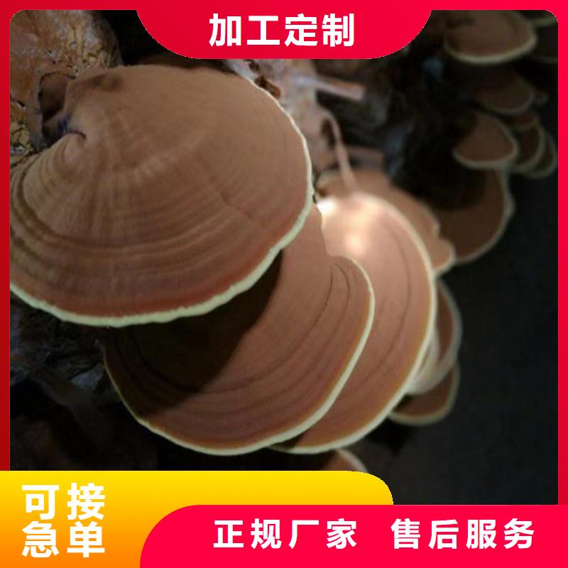 价格公道的
灵芝孢子粉厂家