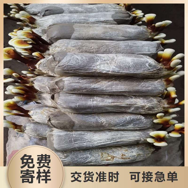 质量可靠的孢子灵芝粉经销商