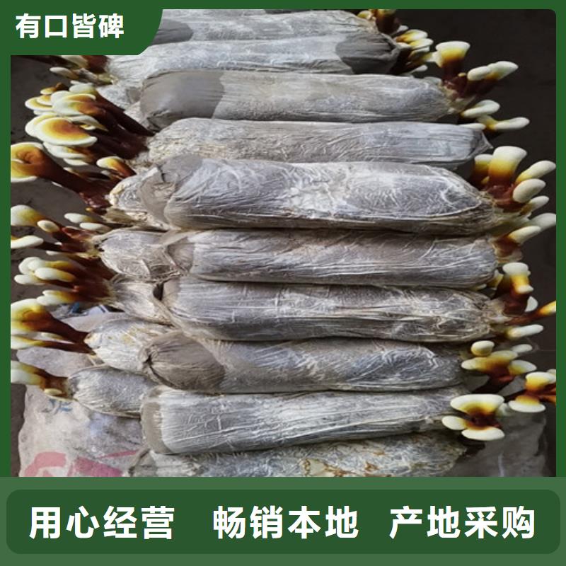 灵芝超微粉-大品牌质量有保障