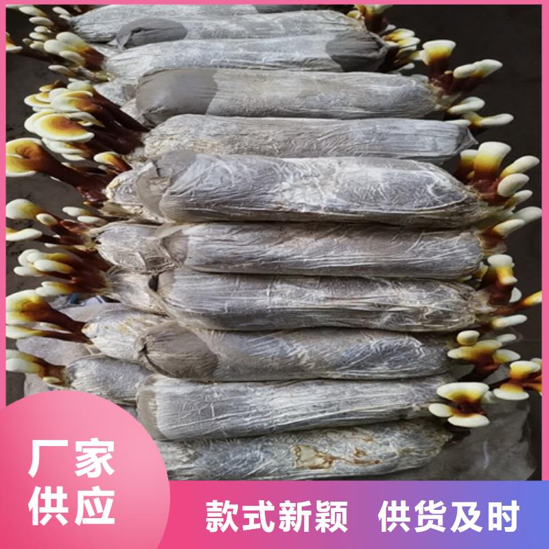 灵芝超细粉价格_灵芝超细粉