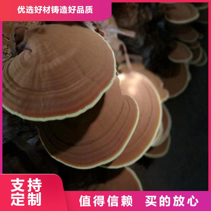 经验丰富的破壁灵芝孢子粉销售厂家