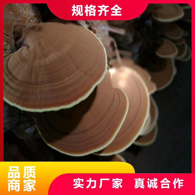 灵芝孢子粉品牌-报价_云海灵芝种植专业合作社