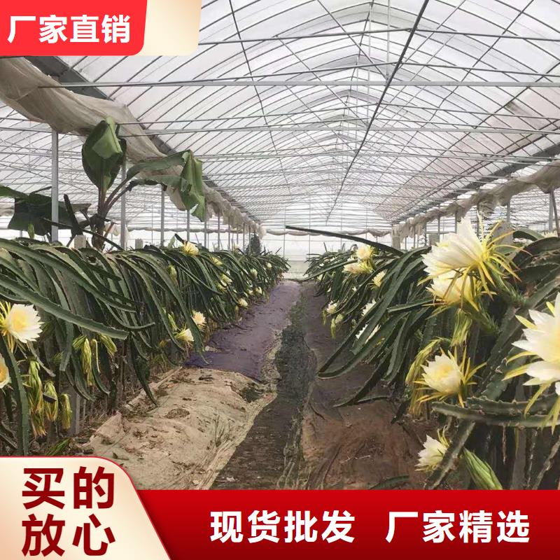 蔬菜种植大棚厂家直销-发货及时