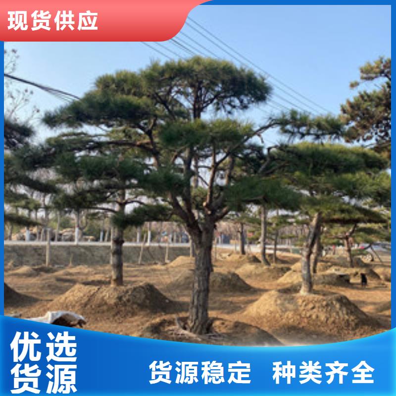 造型松造型松基地购买的是放心