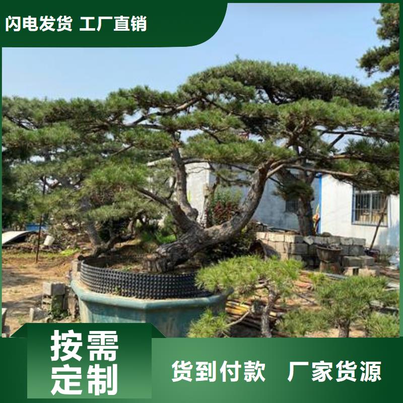 造型松造型油松好品质经得住考验