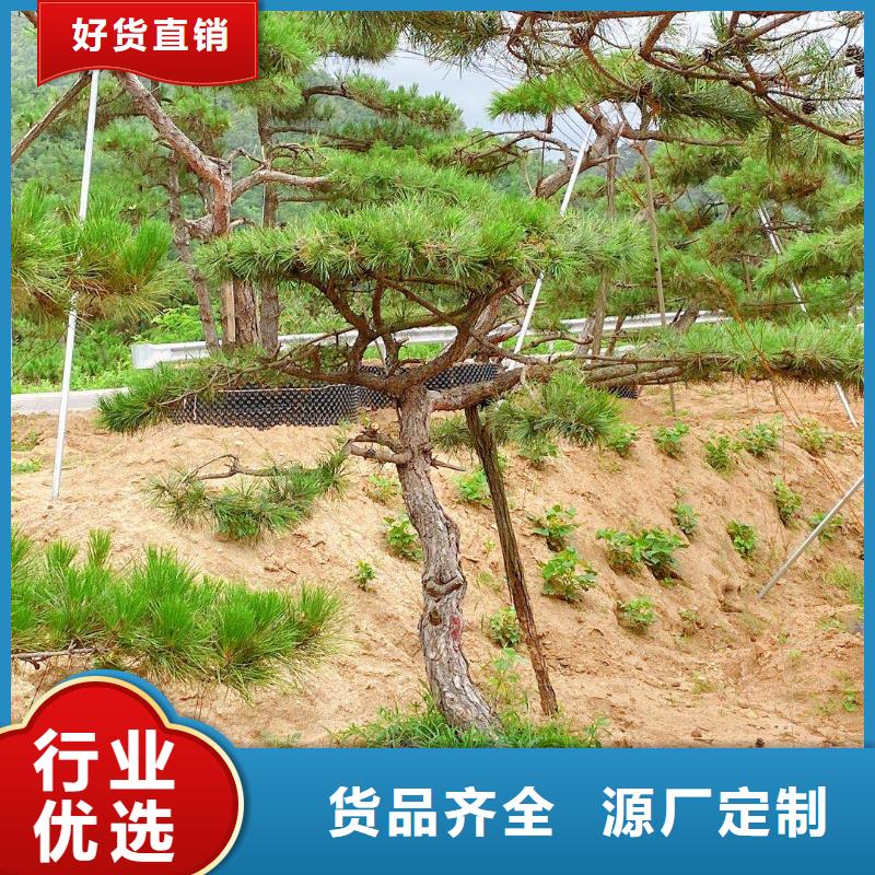 【造型松造型池松专注细节使用放心】