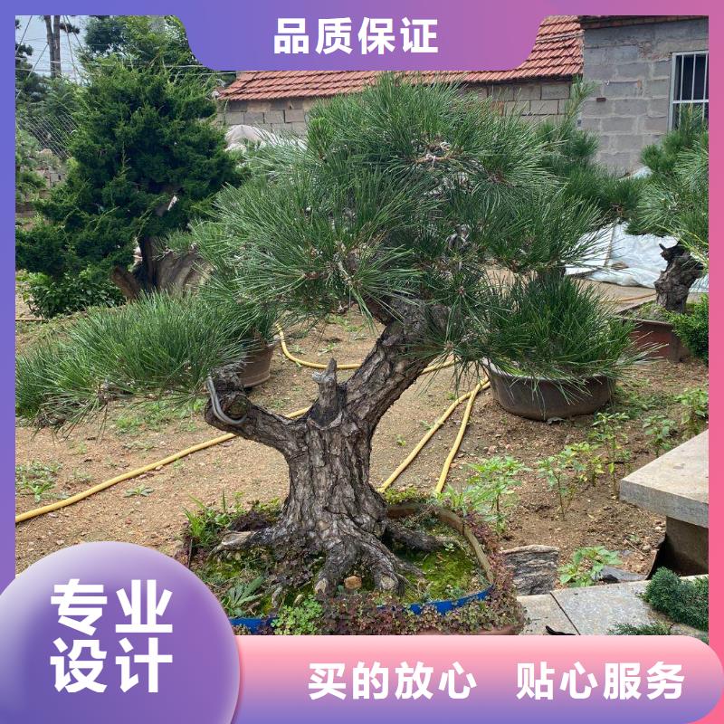 造型松-造型松苗木支持加工定制