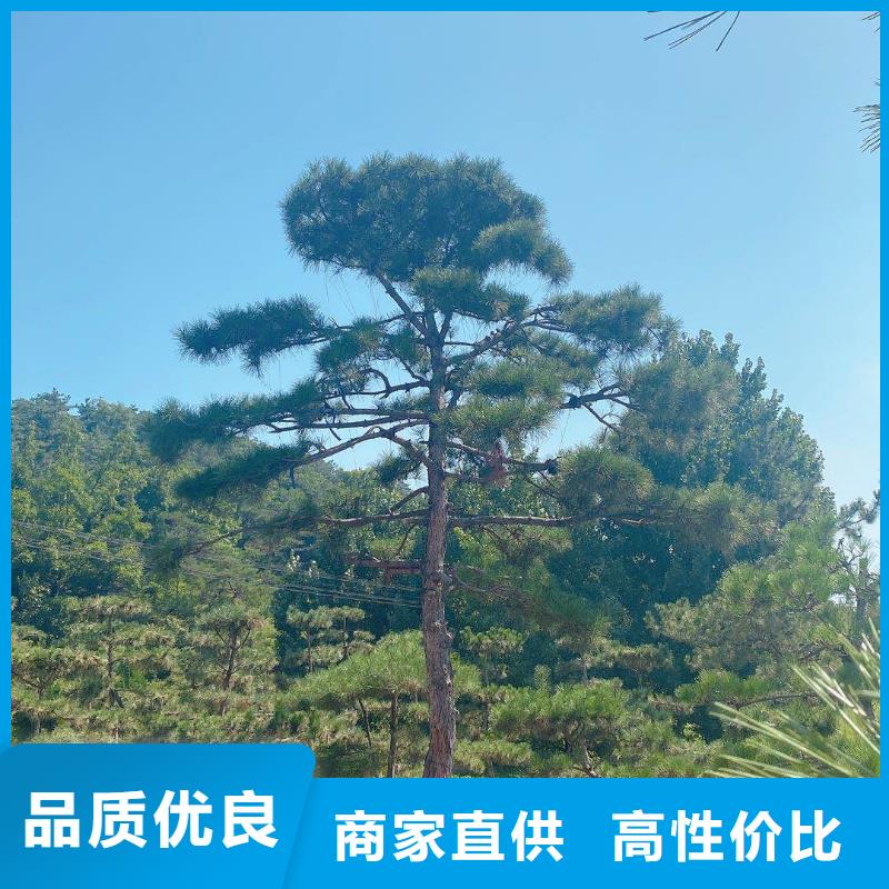 造型松盆景型号全价格低