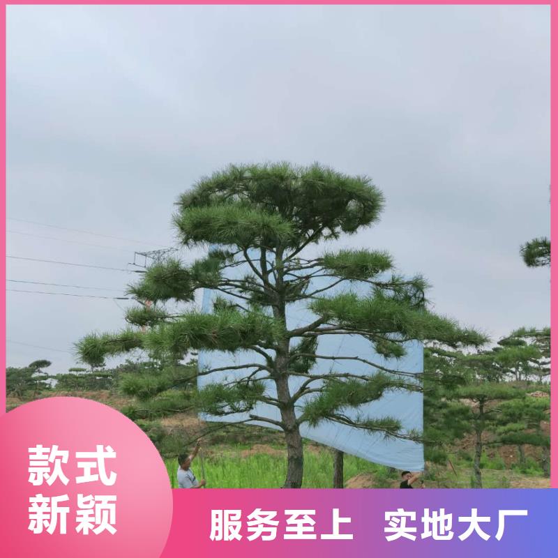 【造型松-造型油松支持非标定制】