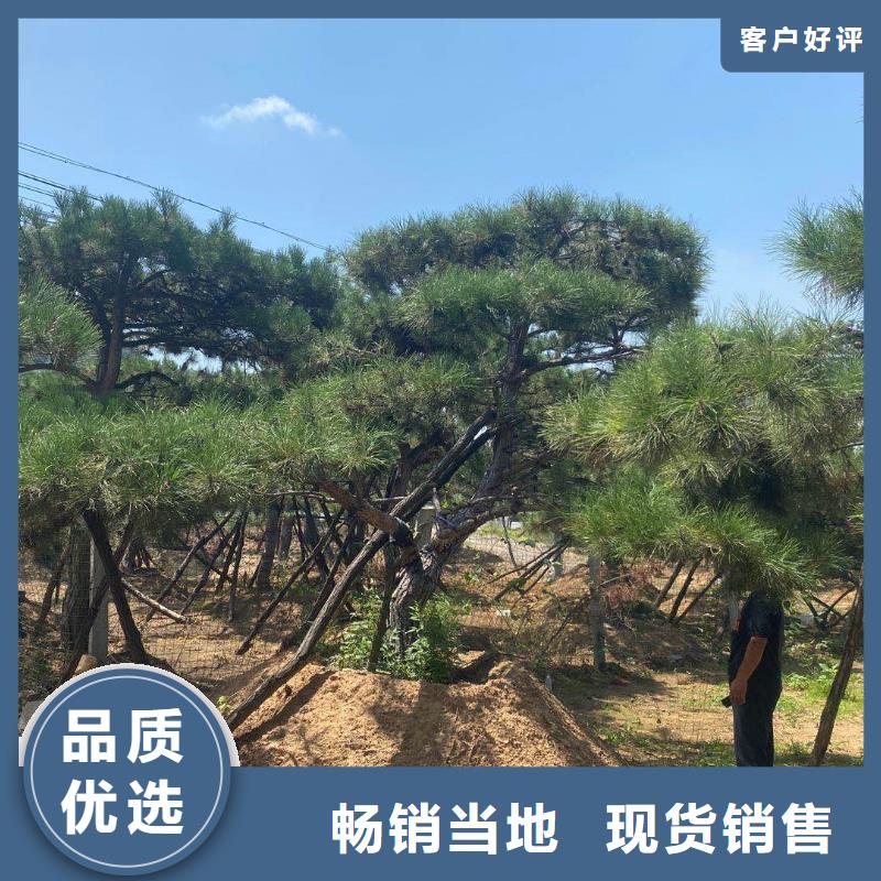 【 造型松可零售可批发】