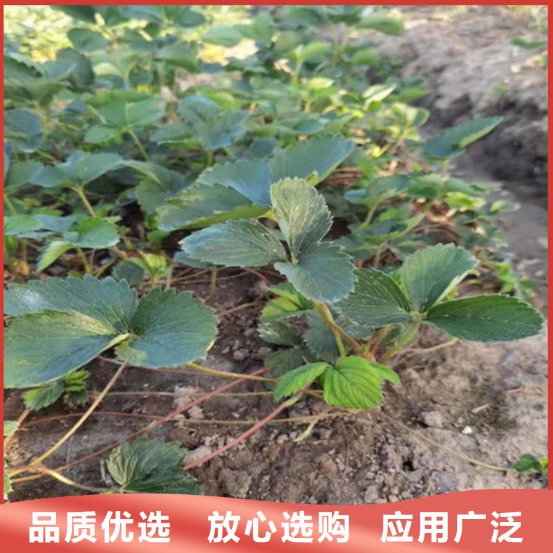 【草莓苗_蓝莓苗检验发货】