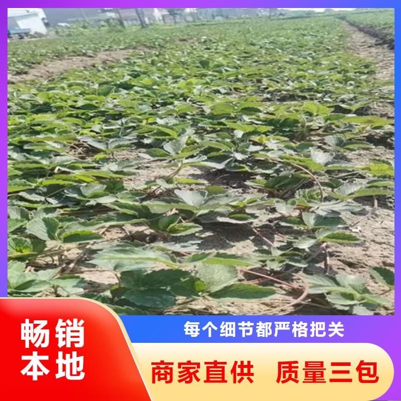 草莓苗大棚草莓苗全新升级品质保障