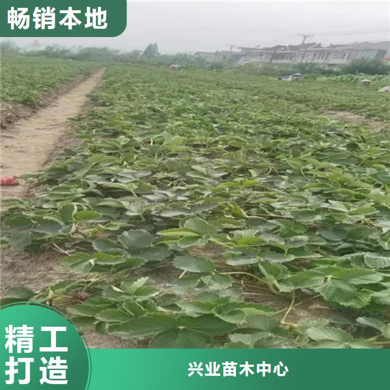 草莓苗_苹果树苗好品质售后无忧