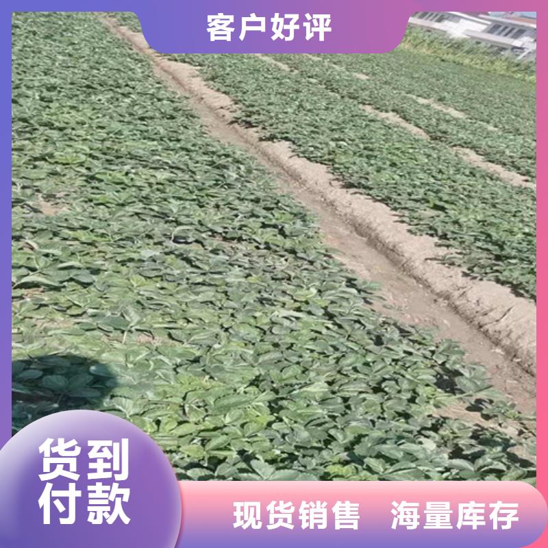 草莓苗板栗树客户好评