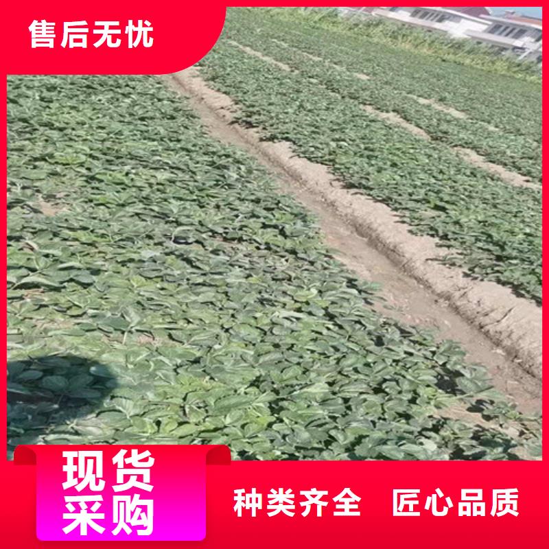 草莓苗油蟠7-7种类丰富