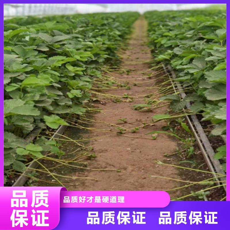 草莓苗-烟福8苹果苗源头工厂