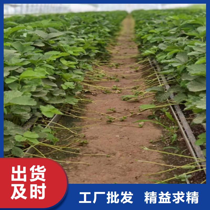 草莓苗【苹果苗】分类和特点