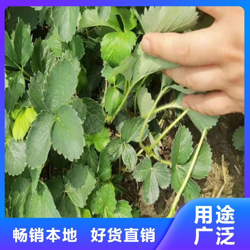 草莓苗山楂苗24小时下单发货