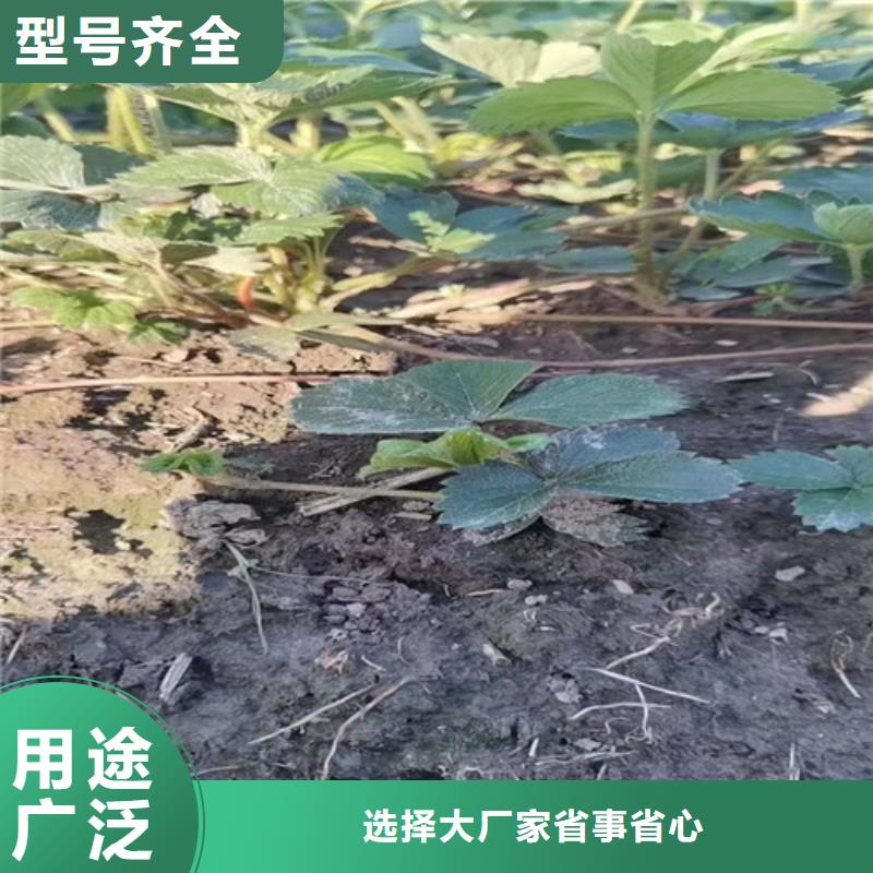 草莓苗大棚草莓苗实力派厂家