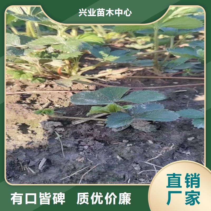 【草莓苗黄桃苗产品实拍】