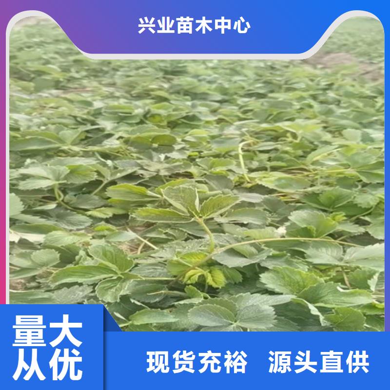 草莓苗大棚草莓苗全新升级品质保障