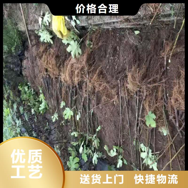 无花果樱桃树苗支持货到付清