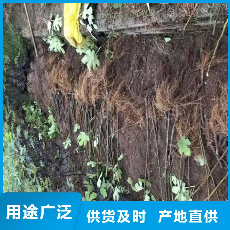 无花果【黄金蜜桃苗】详细参数