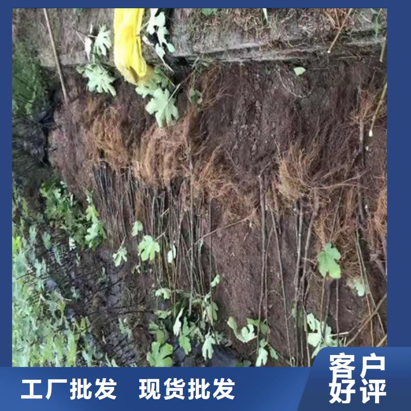 【无花果】桃树苗专注生产N年