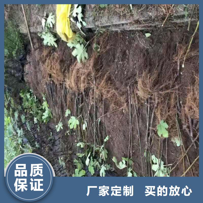 无花果蓝莓苗款式多样