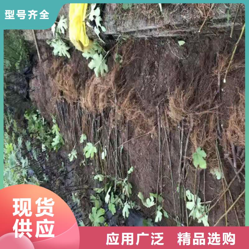 【无花果】冬枣苗厂家自营